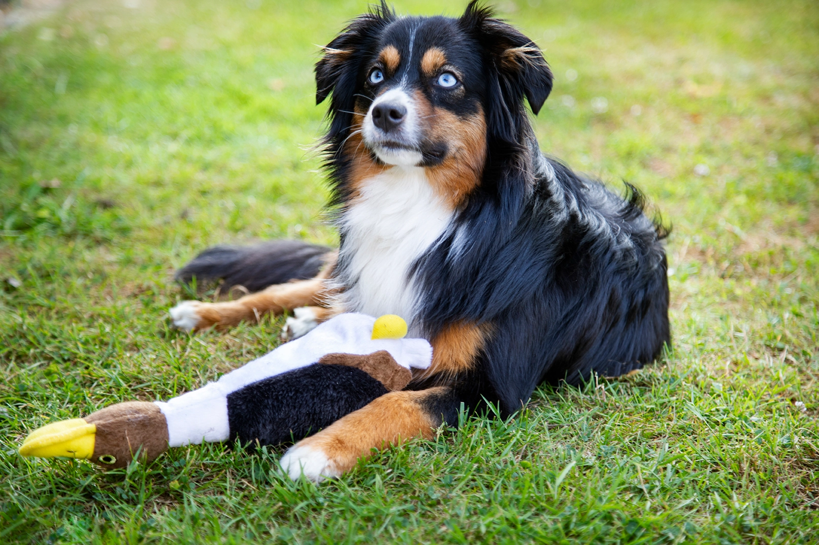 dogman leksak anka 1