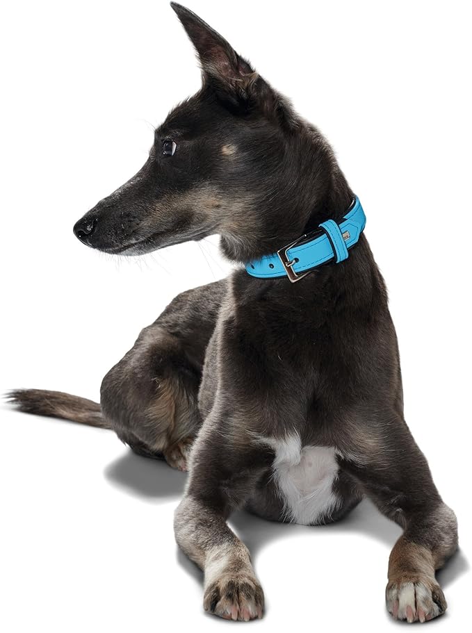 hunter collar softie blue